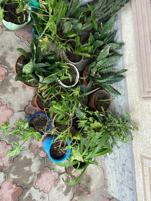 домашние цветы