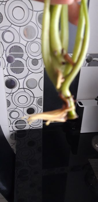 Сингониум Голд аллюжен срезы