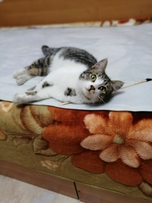 Юный котик Марсик в добрый руки