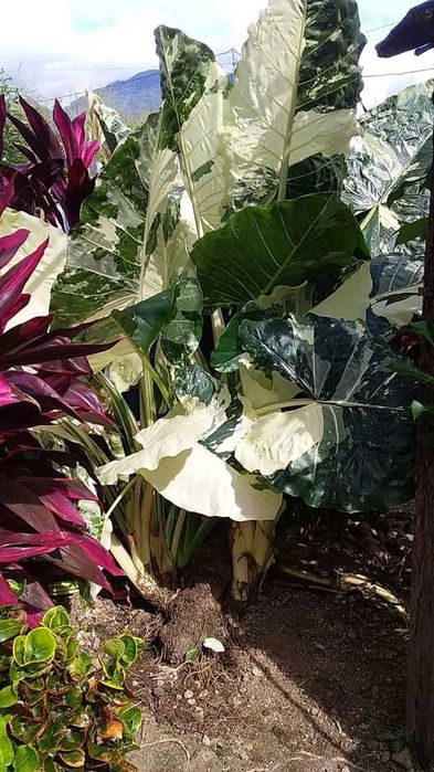 Продам луковицу алаказия вариегатный