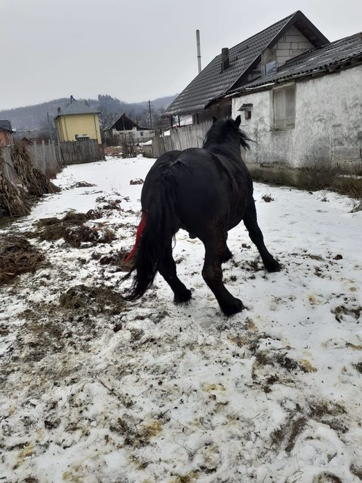 Cal Armăsar masiv 5 ani