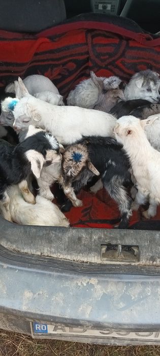 De vanzare preț 90 lei