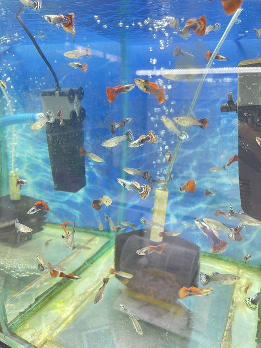 Аквариумные рыбки гуппи