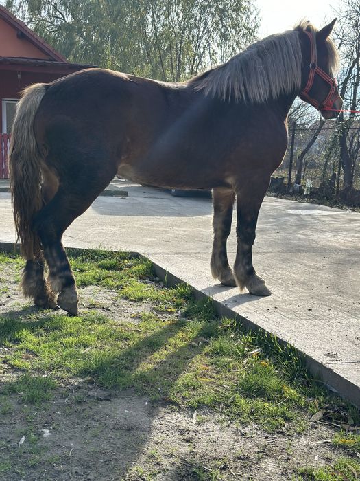 Mânza de 2,5 ani 172 inaltime