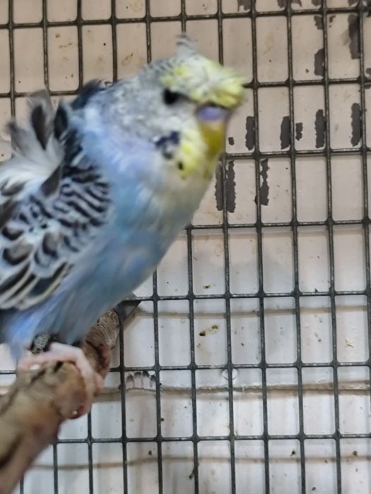 Perusi hagoromo tineret