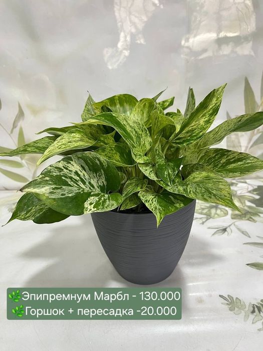 Аспарагус, Рускус, Эпипремнум, Биркин, Сансевиерия и др