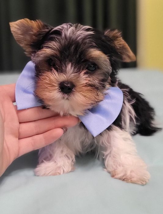 Йорки бебе йоркширски териер момче
