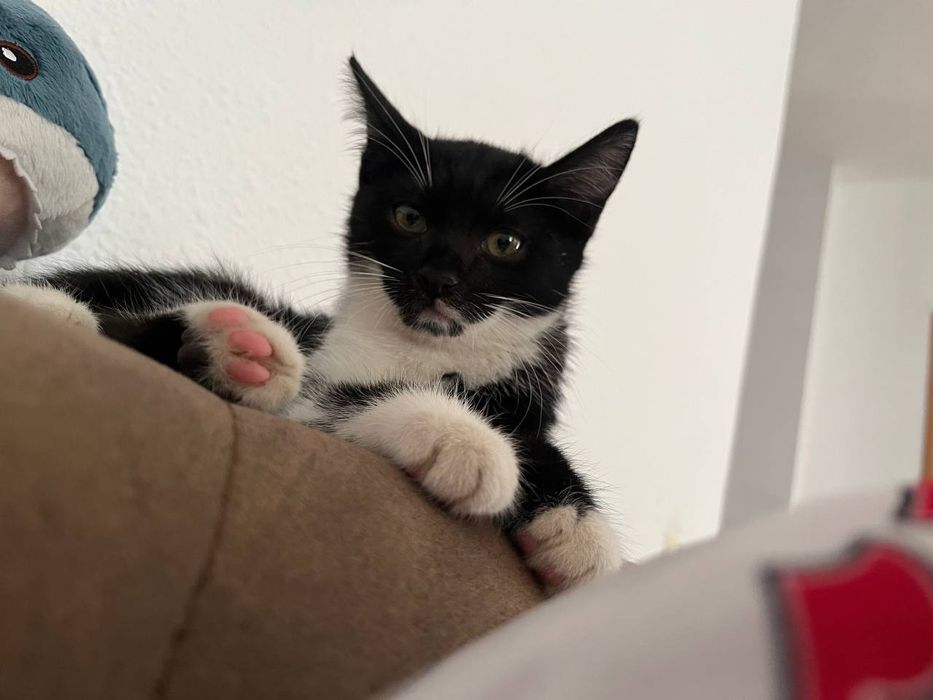 Котенок в добрые руки