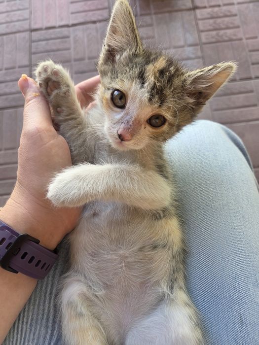 Отдам чудесного котёнка