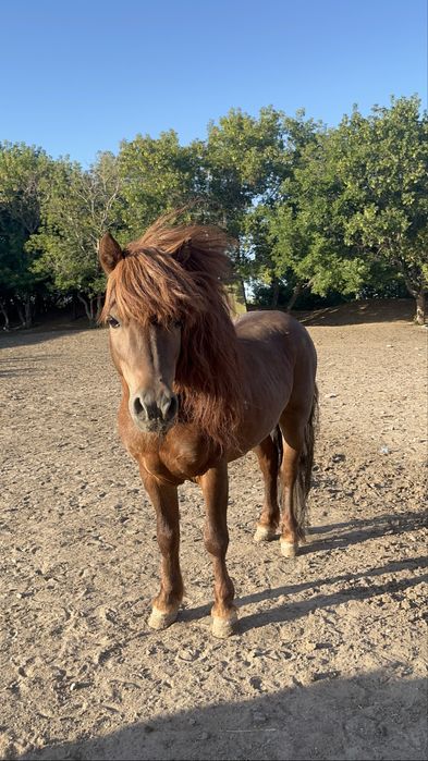 Продам пони жеребец