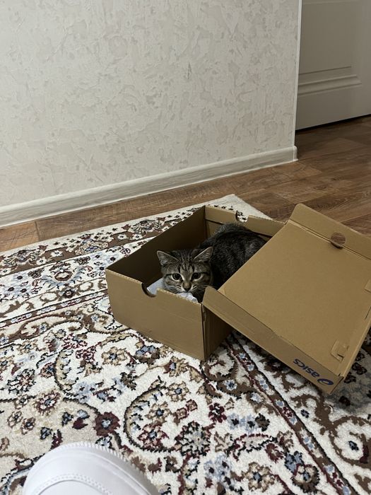 Отдам кошку, 3-4 месяца.