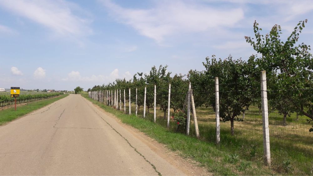 Livadă de caiși de vânzare – zonă premium oeno-turistică