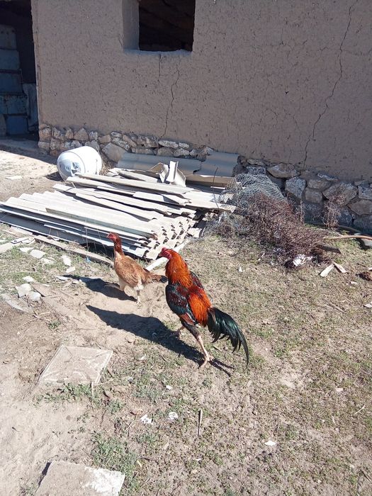 Бойтцовый қораз мекен сатылады