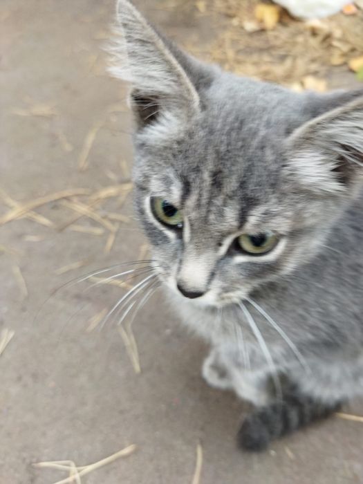 Отдадим котят в хорошие руки