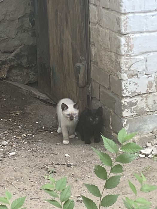Уличные котята в добрые руки