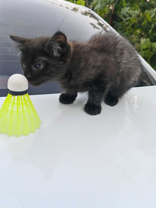Котятки за шоколадку