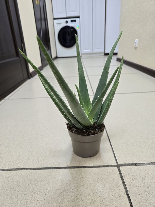 Продам комнатные цветы