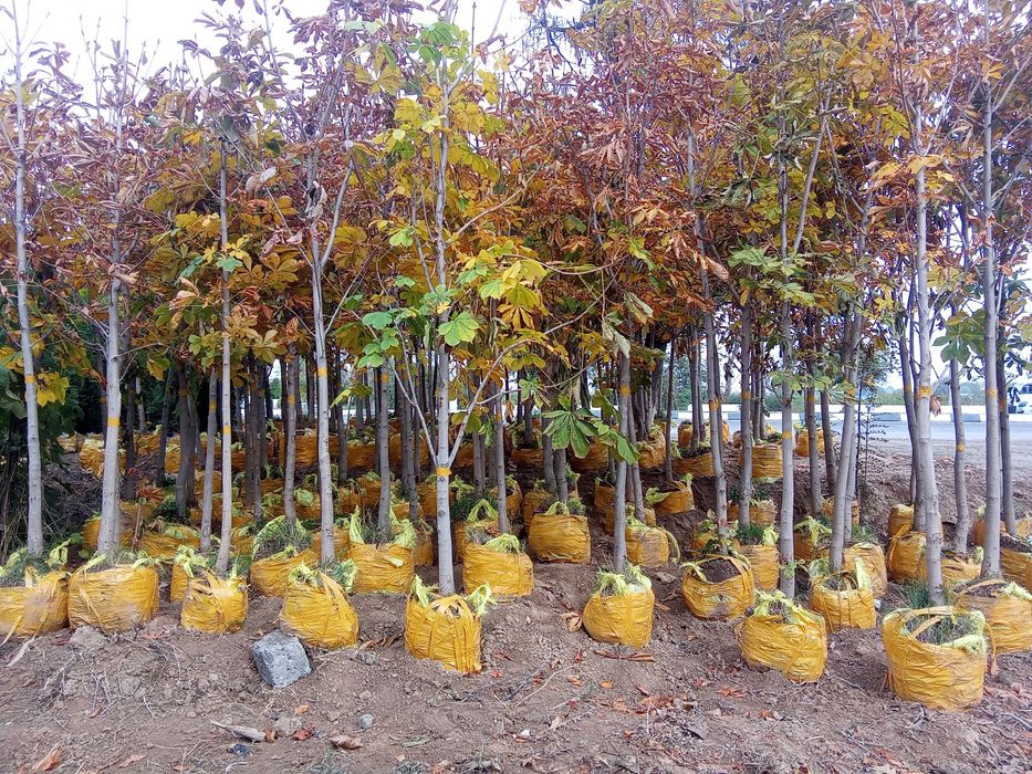 Majivelnik siren kashtan shamshod bor