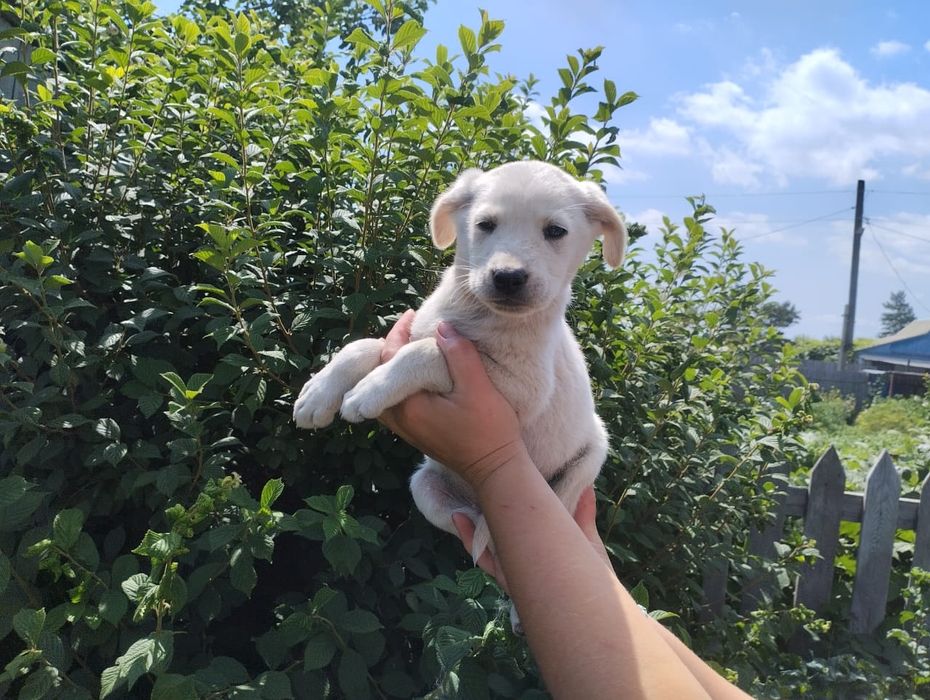 Щенята бесплатно