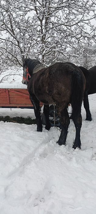 Vând sau schimb mwnza sura