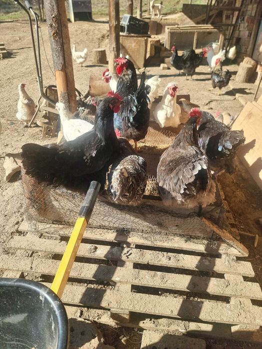 Продавам млади петлета