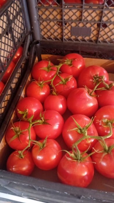 Помидор сотамиз Производство Туркмении оптом