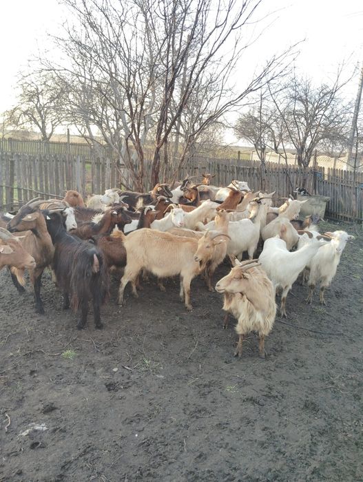 Vând capre gestante