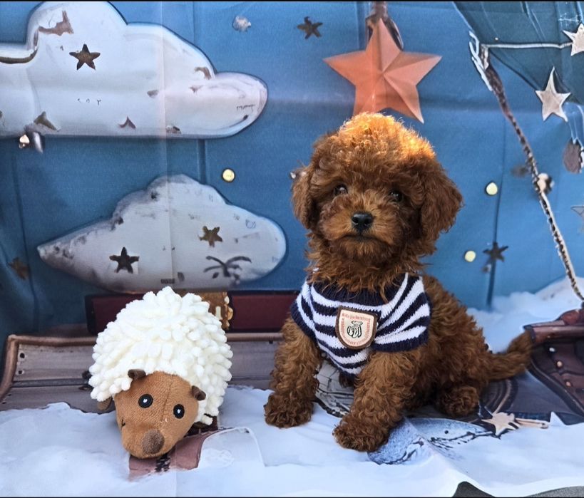 Пудел тйикъп /Пудел той /Poodle toy  генетичти тестове на родителште |Родословие