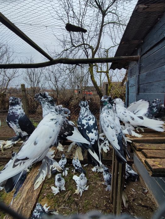 Porumbei uriași maghiari de vânzare