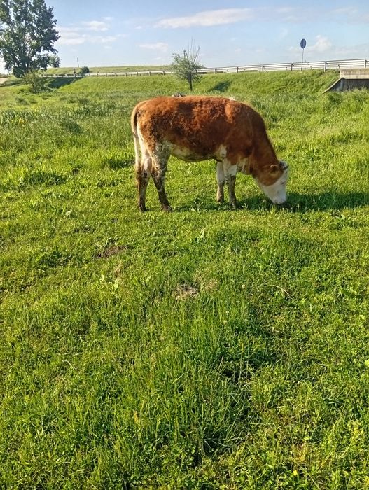 Vițele de vânzare
