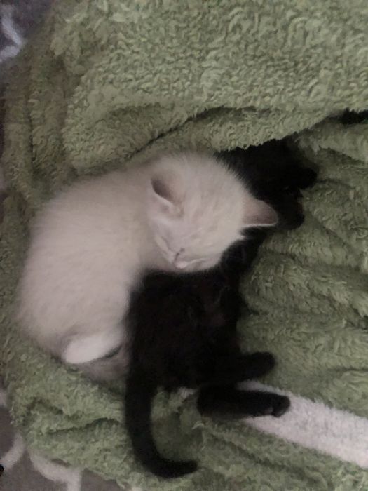 раздам котят 2,5 месяца