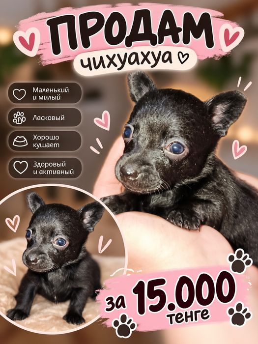 Чихуахуа за 15 000тг