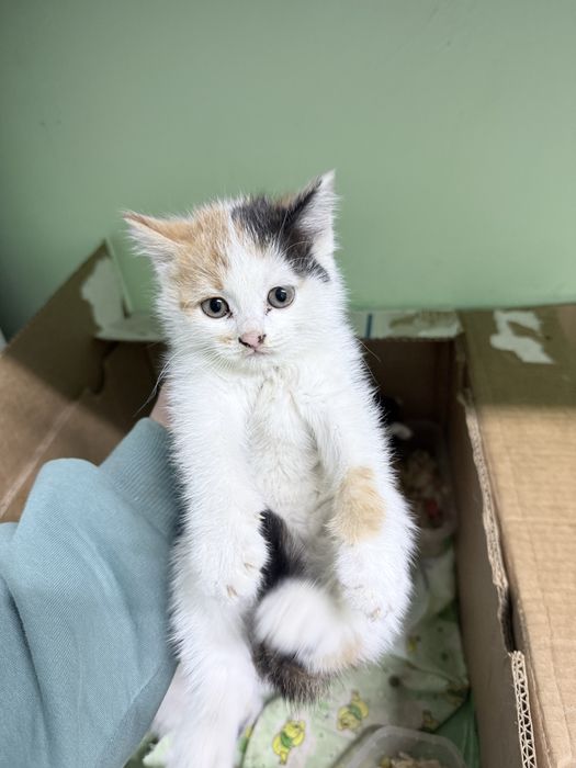 Отдам котят в добрые руки .