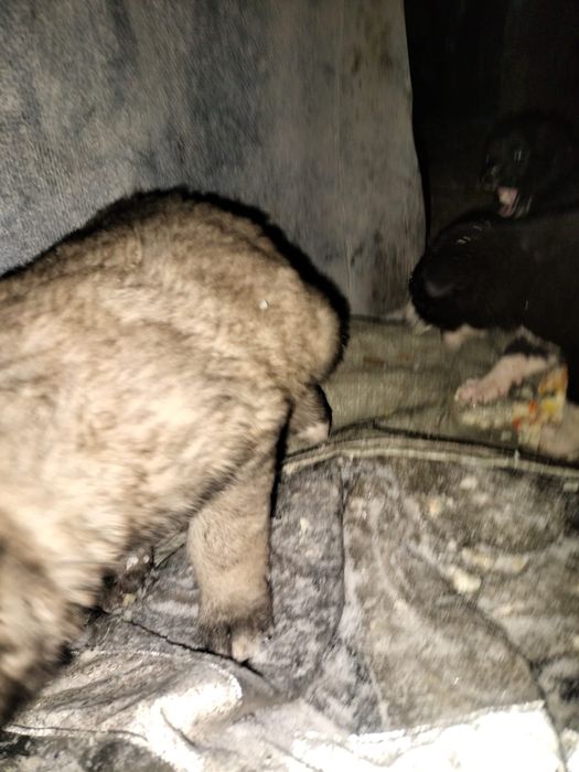 Щенки ищут семью