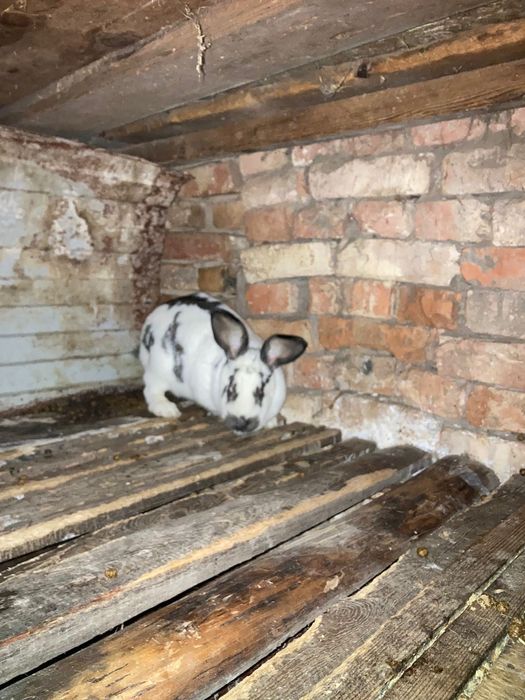 Продам кроликов срочно