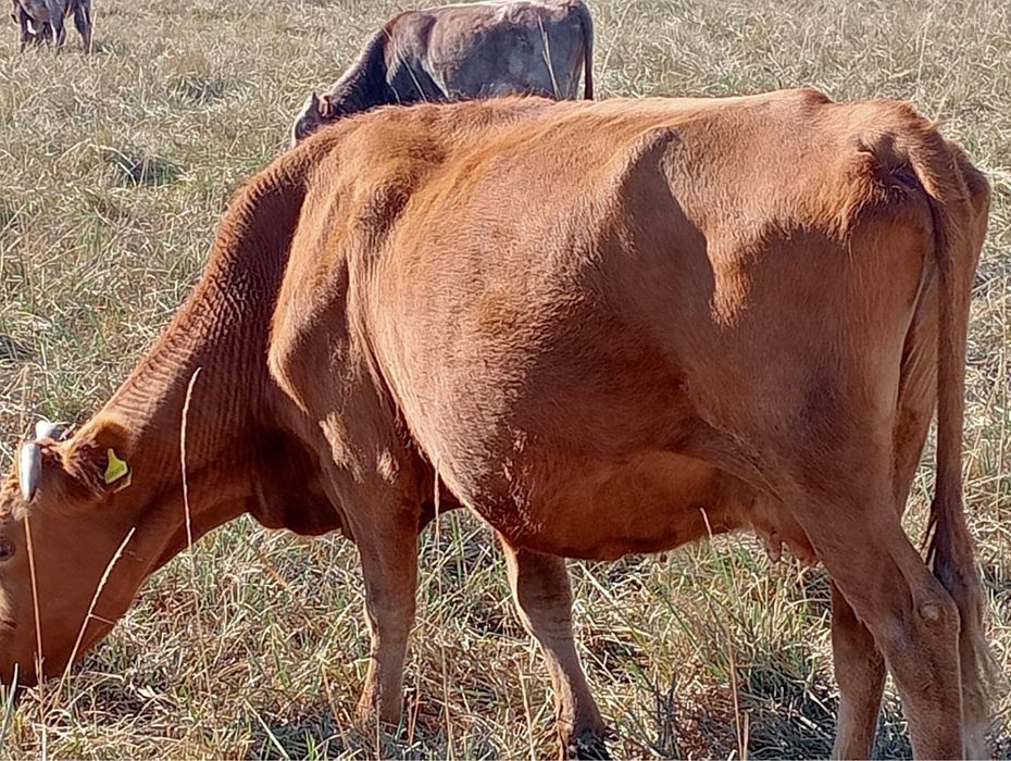 Ірі сиыр сатылады