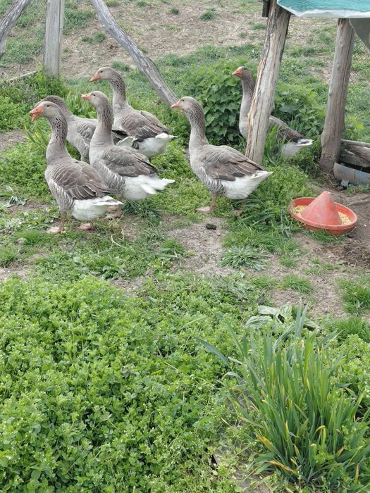 Gâște toulouse industrial