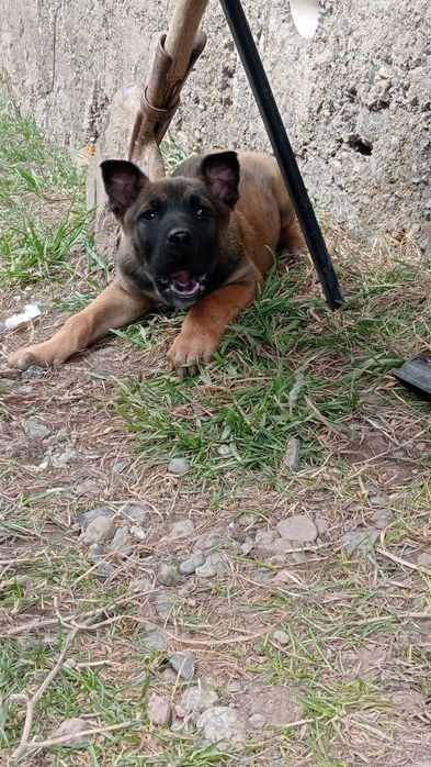 Малинуа 2 месяц щенки