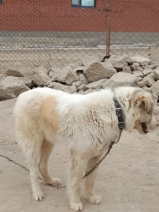 Саудасы бар аты барсик жақсы ит