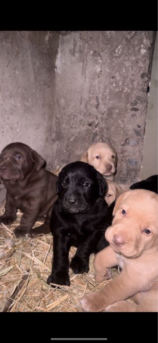 Продам щенки чистокровный лабрадор