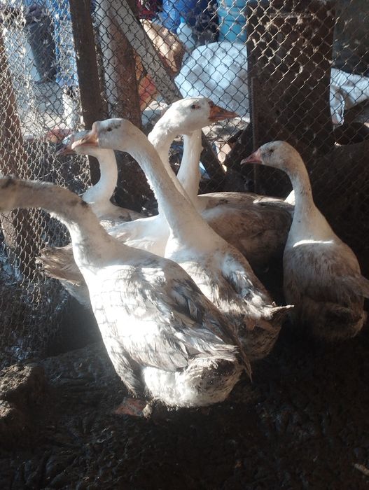 Гуси с гарантией