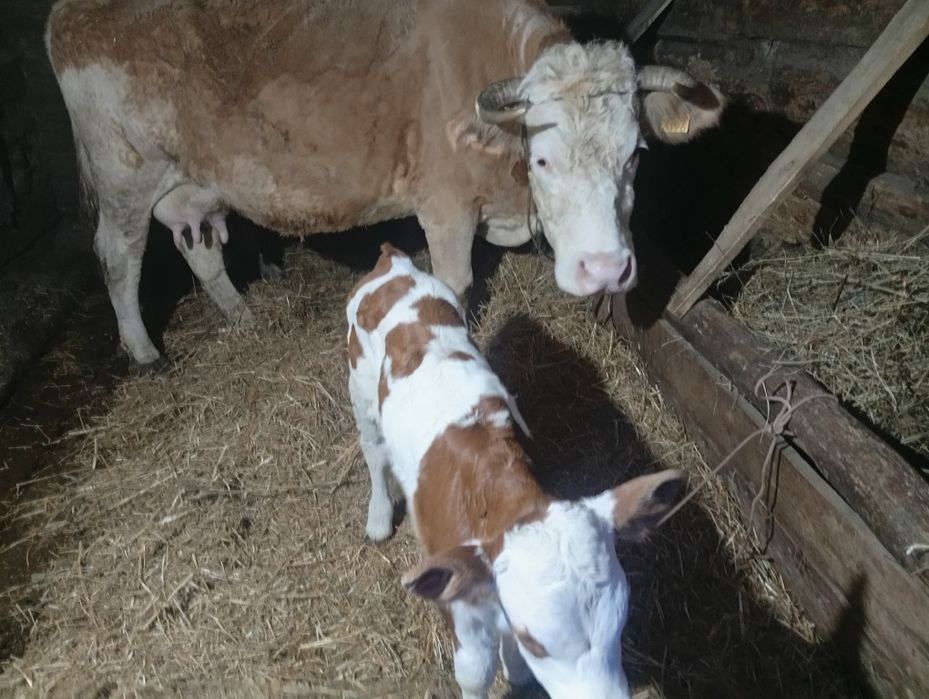 Buna ziua vind vaca cu viță de-o săptămână...nu muheeeeeeeeerrrrrrrrrt