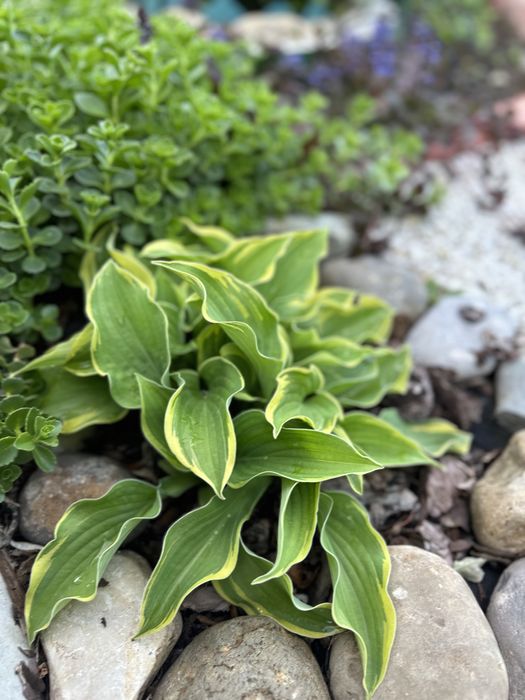 Сортовые хосты, медуница