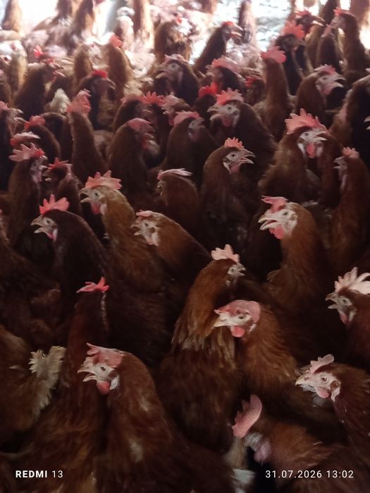 Продам курей ломон Браун