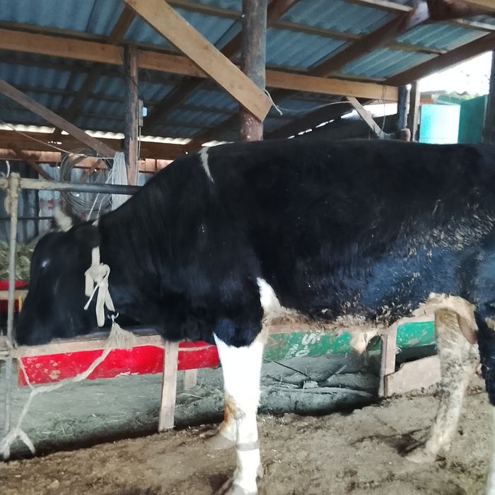 Бұқалар 1.5-2 жас