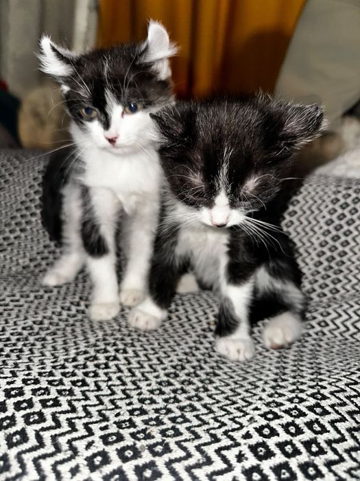 Отдам котят мальчики девочки