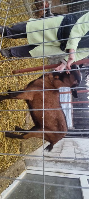 ALPINA FRANCEZA CIUTA genetic, rasă pură