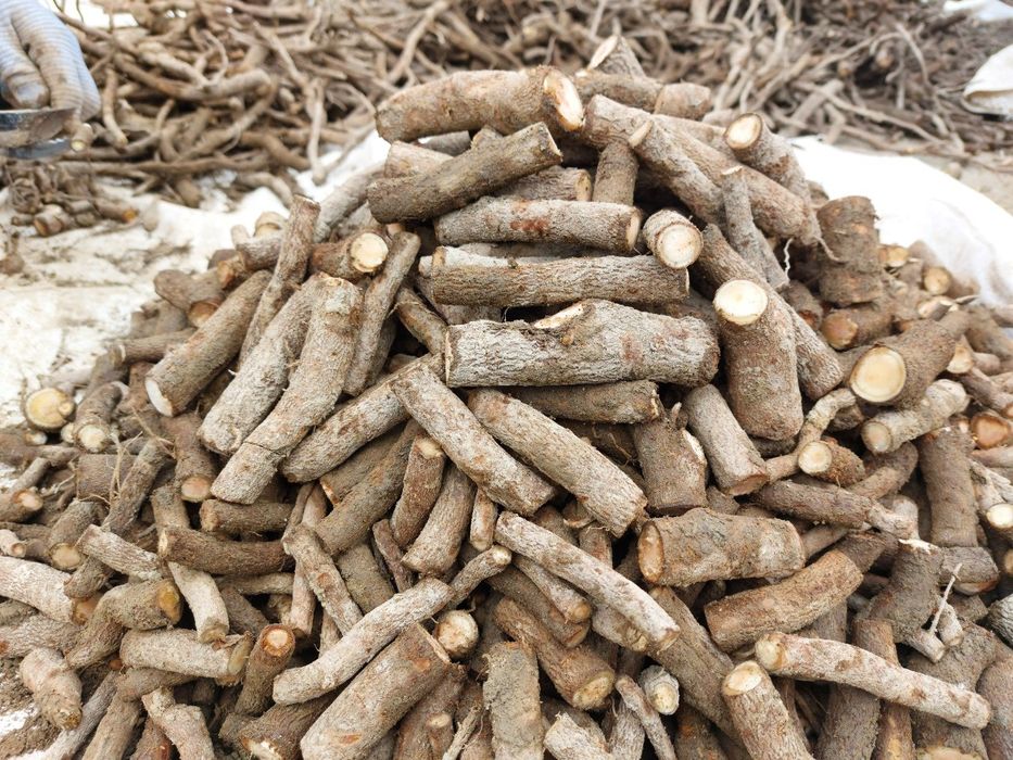 Павловния илдиз каламчалари сотилади