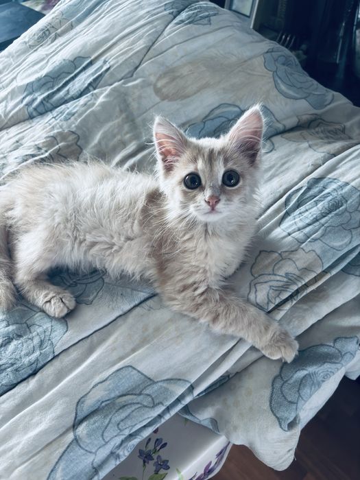 Котенок в добрые руки