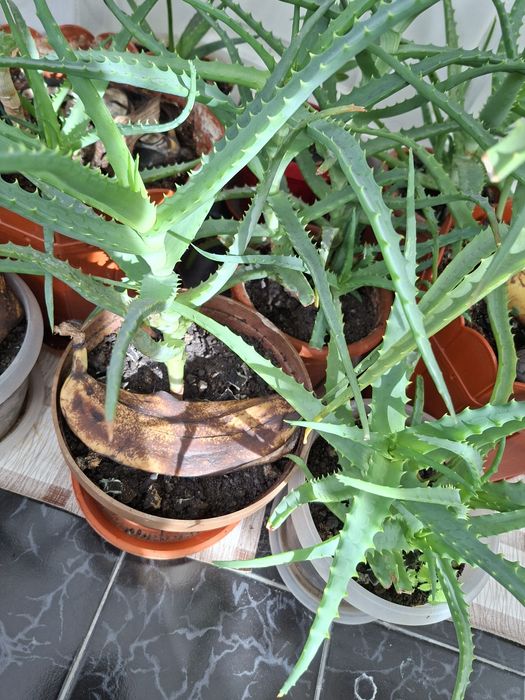 Aloe vera //de aproape// si //3 ani medicament